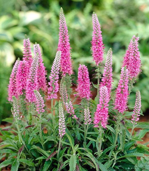 Veronica spicata 'Rosa Zwerg'